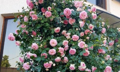 Famous Roses